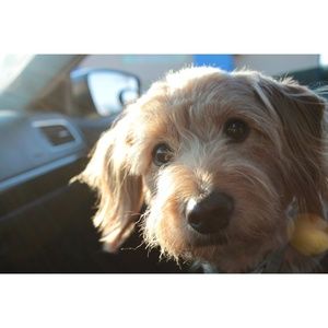 Meet your Posher, Sam